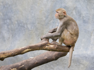 Image of monkey sitting on a tree branch.