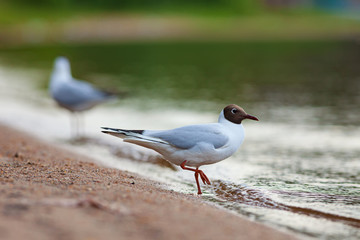 Black-headed gull (Chroicocephalus ridibundus)