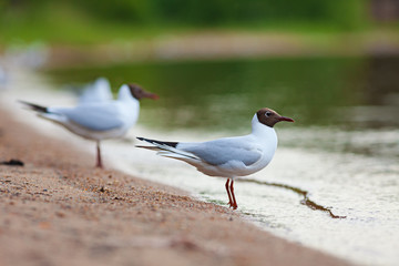 Black-headed gulls (Chroicocephalus ridibundus)