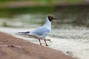 Black-headed gull (Chroicocephalus ridibundus)