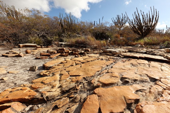 Die Landschaft der Caatinga in Brasilien   