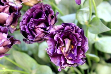 Eustoma purple flower