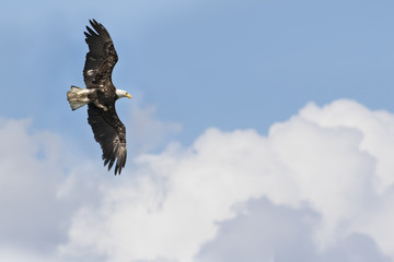 Bald Eagle in Flight Against Clouds