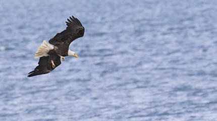 Bald Eagle getting ready to land in the water