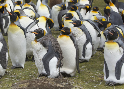 King Penguins resting in a colony