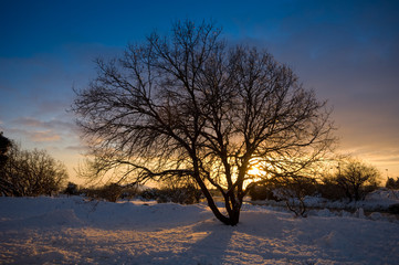 Silhouette of a naked tree in a snowy sunset