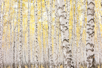 Obraz premium autumn birch forest