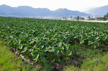 里芋の畑