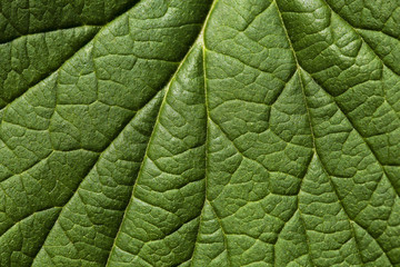 Green leaf vein texture