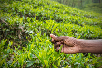 Fresh tea leafs in man's hand at tea garden