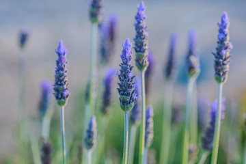 Lavenders flowers and beauty blurred background.