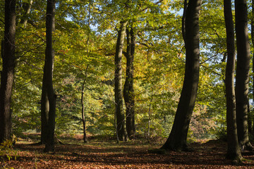 Herbstwald im Sauerland