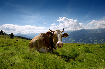 Kuh auf der Alm