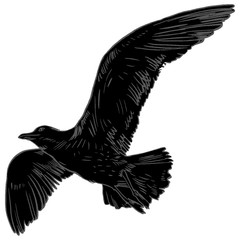 Gull flight bird and seabird . Sea , isolated on white background. Herring  for your journal article or encyclopedia.