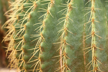 The Golden ball cactus, Echinocactus grusonii