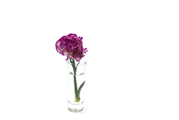 Colorful flowering in vase on the white background