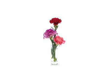 Colorful flowering in vase on the white background