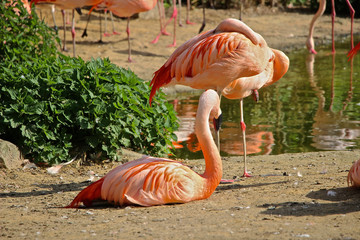 sitzender Flamingo