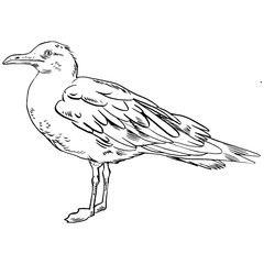 Fototapeta premium Gull flight bird and seabird . Sea , isolated on white background. Herring for your journal article or encyclopedia.