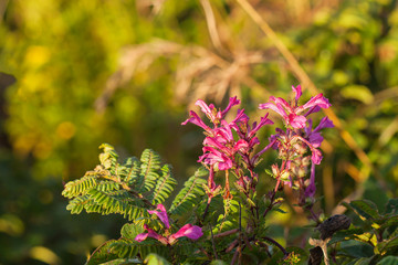 Chom Poo Chaing Dao is Rare flower of high mountain at Doi Luang