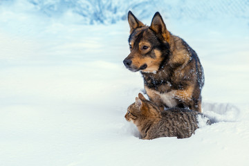 Cat and dog best friends. Cat and dog playing together outdoor on the snow in winter