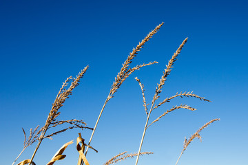 Dry Corn Tassels Against Blue Sky