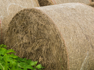 Hay roll close up