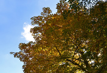 Obraz premium Rosskastanie