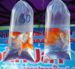 Golden fish in air flushed plastic bags at local flea market for sale in Thailand