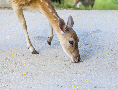 Young Deer Hind Eating Corn