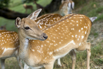 Group of young deers