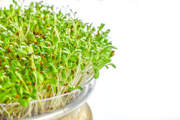 Fresh sprouts of alfalfa on white background
