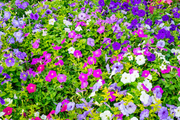 Fototapeta premium colorful flower field, Colorful meadow