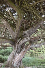 Force de la nature: effets du vent du large sur les pins du littoral.