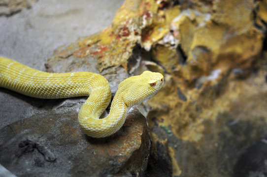 Serpente a sonagli giallo