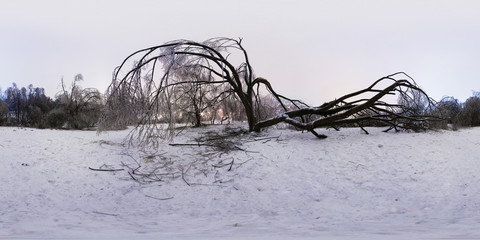 360 degree spherical panorama from Russian Winter. The old tree has fallen from frost. Winter light...