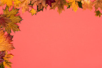 Naklejka na ściany i meble autumn leaves of a maple