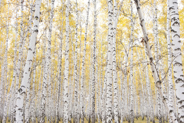 Obraz premium autumn birch forest