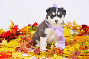 High bred adorable Siberian Husky puppy in autumn leaves