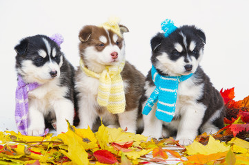 High bred adorable Siberian Husky puppies in autumn leaves