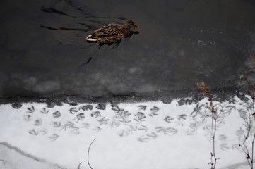 Duck prints in the snow England