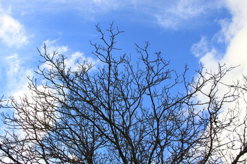 Nussbaum im Spätherbst