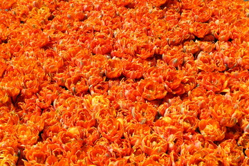 Blumenmeer in Orange