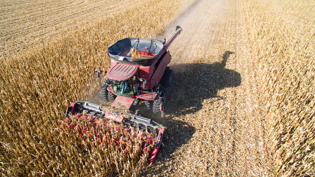 Agricultural Harvesting Corn with a Combine