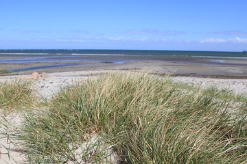 Küste der Ostsee mit verdorrtem Gras im Vordergrund auf Fehmarn