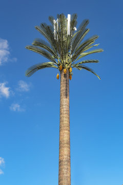 cell tower hidden as palm in morocco