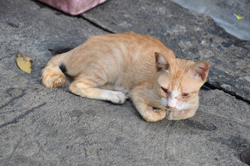 Cat on street
