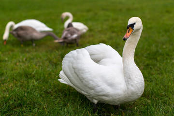 Swan mute family walking on grass.