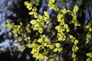 Frische Buchenblätter im Sonnenlicht im Frühling 