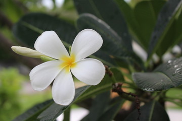 Plumeria flowers